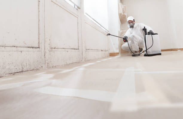 Black mold remediation team in Bel Air